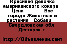 Красивая девочка американского кокера › Цена ­ 35 000 - Все города Животные и растения » Собаки   . Свердловская обл.,Дегтярск г.